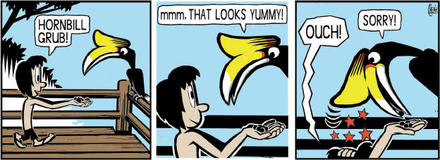 Hornbill feed